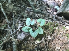 Viola walteri