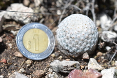 Mammillaria albiflora