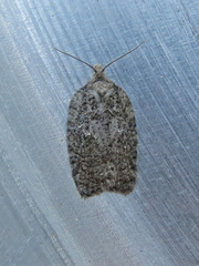 Acleris maximana
