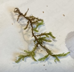 Helodium paludosum