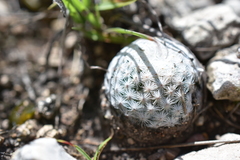 Mammillaria albiflora