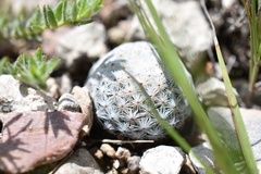 Mammillaria albiflora