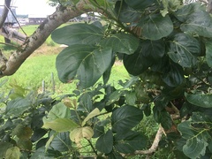 Magnoliopsida