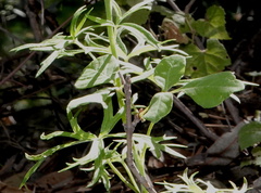 Delphinium scopulorum