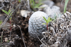 Mammillaria albiflora