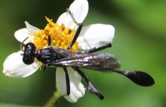 Eremnophila aureonotata image