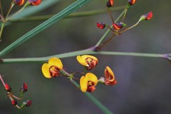 Daviesia wyattiana