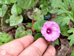 Ipomoea × leucantha