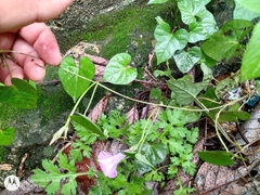 Ipomoea × leucantha