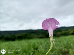 Ipomoea × leucantha