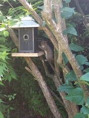 Sciurus carolinensis