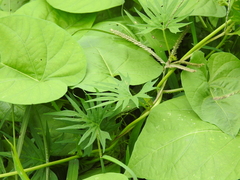 Ipomoea × multifida