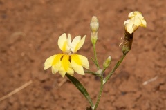 Goodenia fascicularis