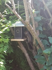 Sciurus carolinensis