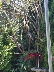 Sciurus carolinensis