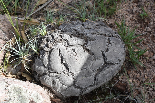 Beaucarnea hookeri