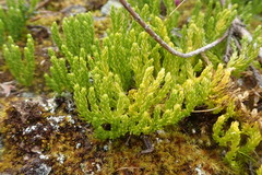 Diphasiastrum sitchense