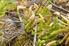 Diphasiastrum sitchense