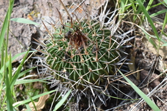 Echinofossulocactus pentacanthus