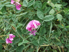 Lathyrus