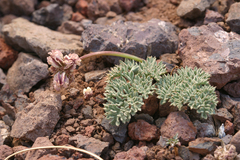 Cymopterus cinerarius