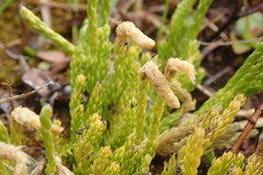 Diphasiastrum sitchense