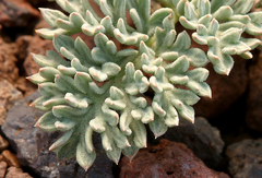 Cymopterus cinerarius