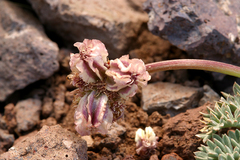Cymopterus cinerarius