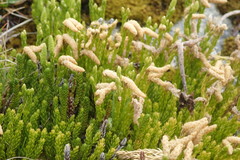 Diphasiastrum sitchense