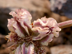 Cymopterus cinerarius