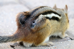 Cuterebra emasculator
