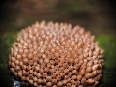 Tubifera ferruginosa acutissima