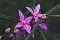 Boronia hapalophylla