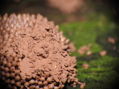 Tubifera ferruginosa acutissima