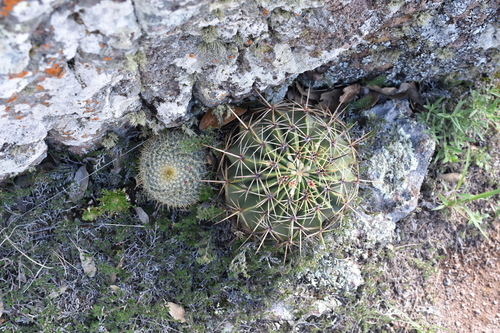 Mammillaria muehlenpfordtii