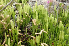 Diphasiastrum sitchense