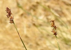 Carex muricata pairae