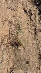 Sairocarpus pusillus
