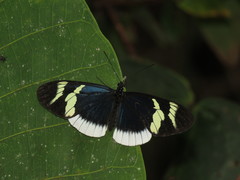 Heliconius eleuchia eleuchia