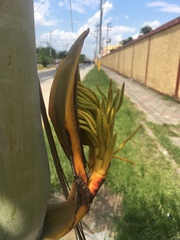 Arecaceae