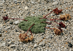 Cymopterus cinerarius