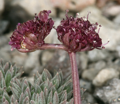 Cymopterus cinerarius