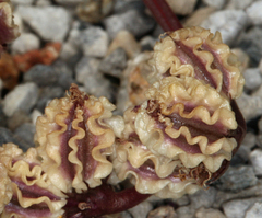 Cymopterus cinerarius