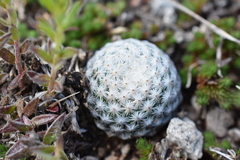 Mammillaria albiflora