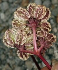 Cymopterus cinerarius