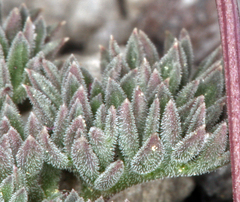 Cymopterus cinerarius