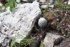 Mammillaria albiflora