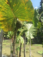 Montrichardia linifera