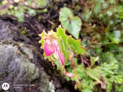 Begonia gracilis