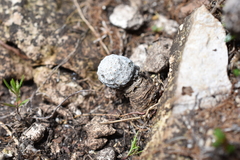 Mammillaria albiflora